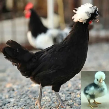 Polish-White-Crested-Black